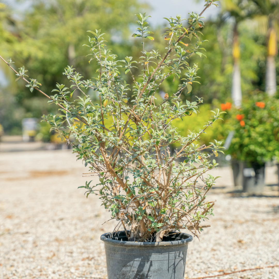 Butterfly Bush
