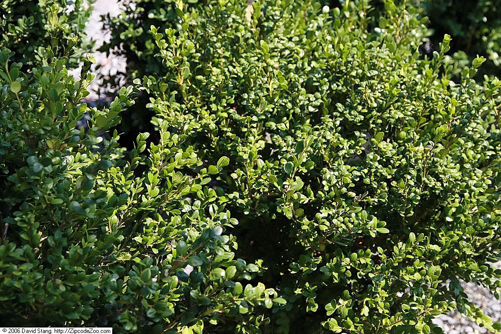Winter Gem Boxwood