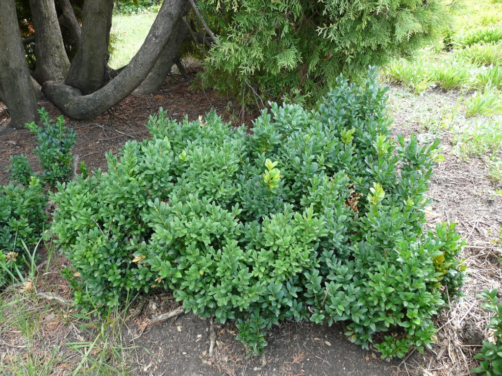 Boxwood Varieties