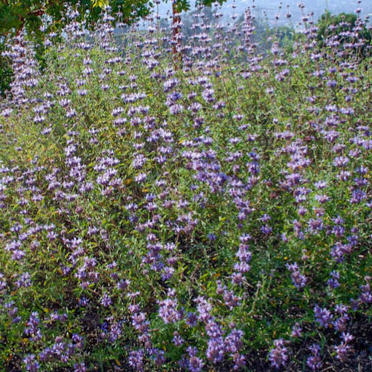 Chaparral Sage