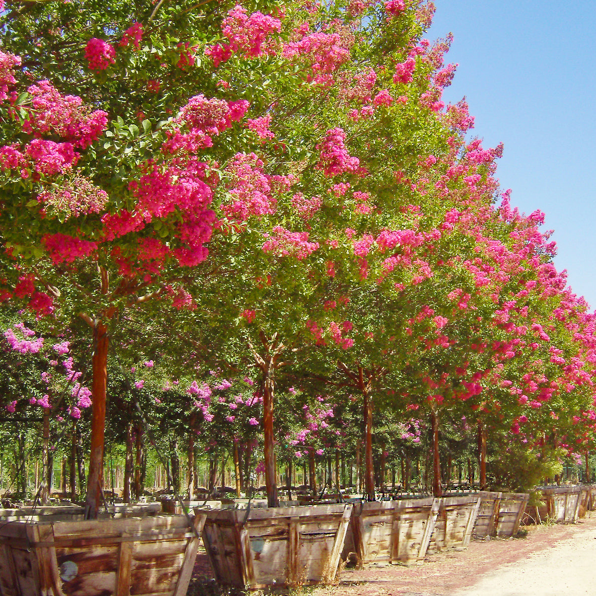 Miami Crape Myrtle