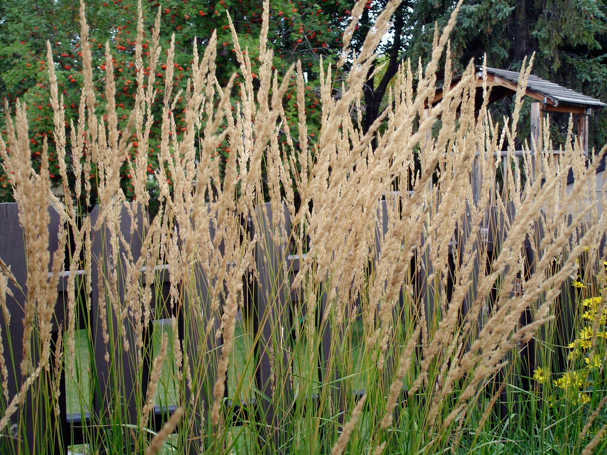 Karl Foerster Feather Reed Grass