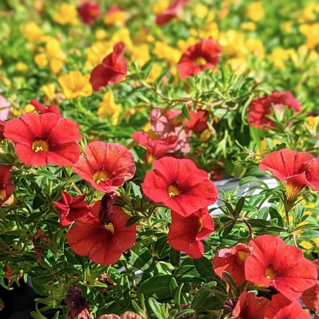 Calibrachoa