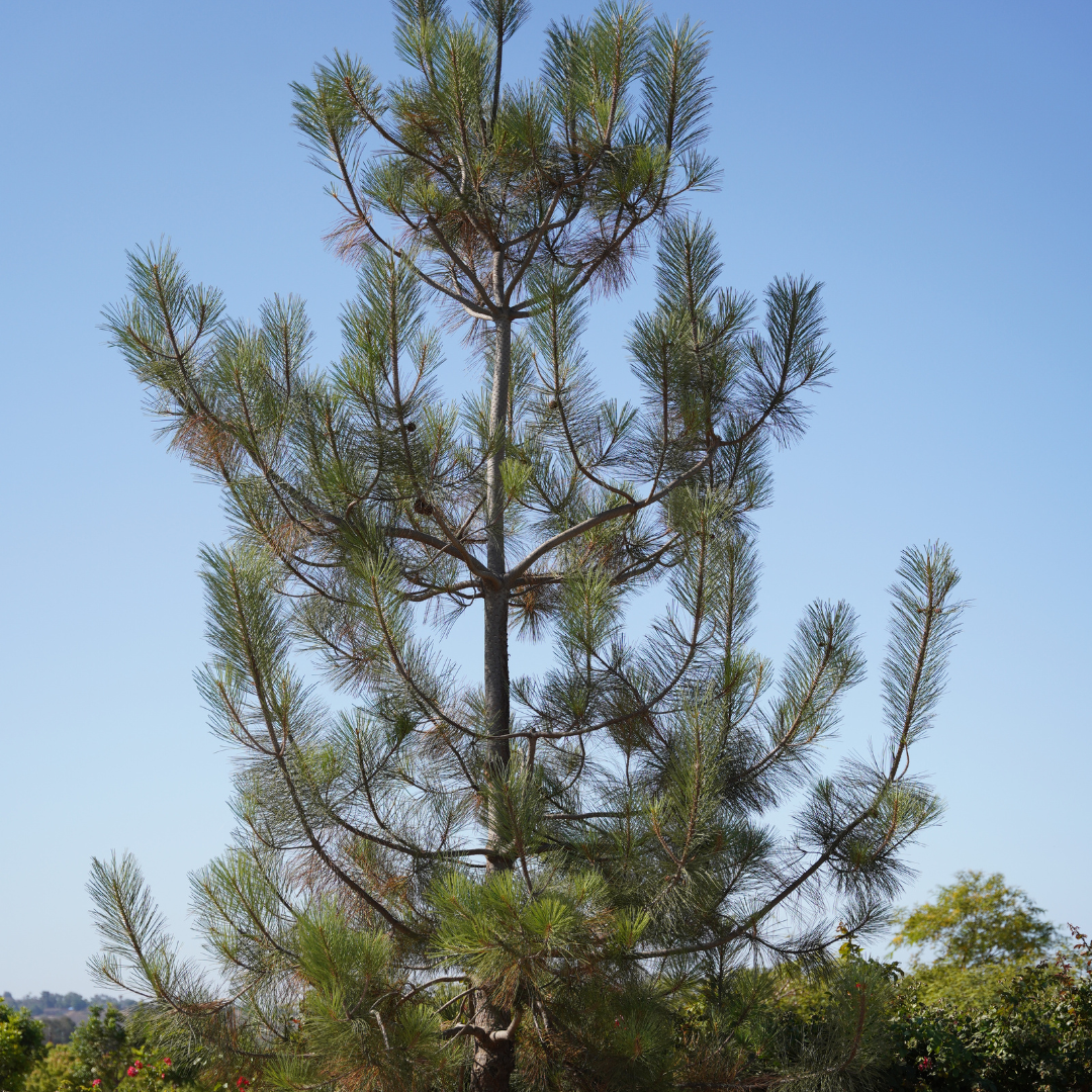 Canary Island Pine