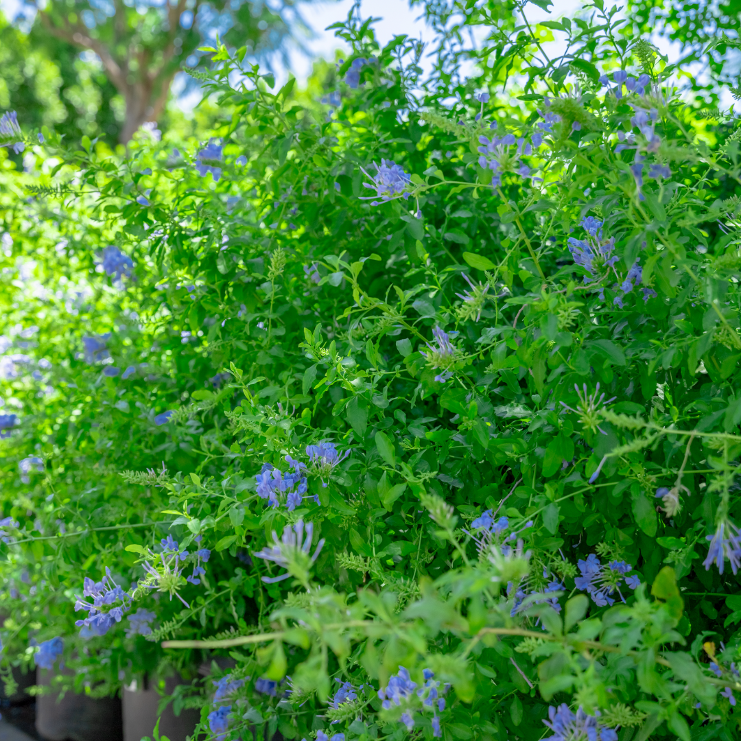 Cape Plumbago