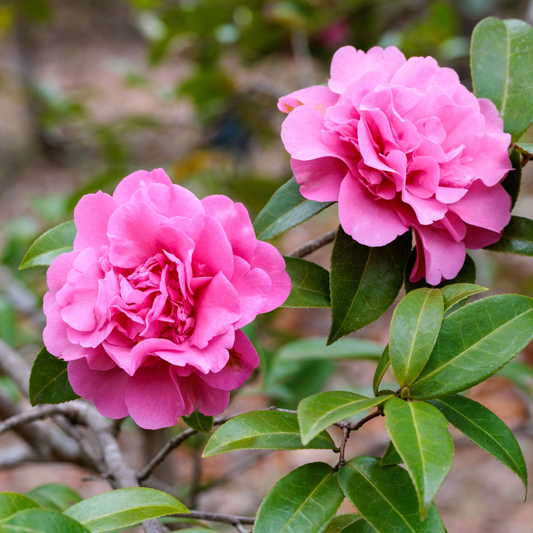 Chansonette Camellia