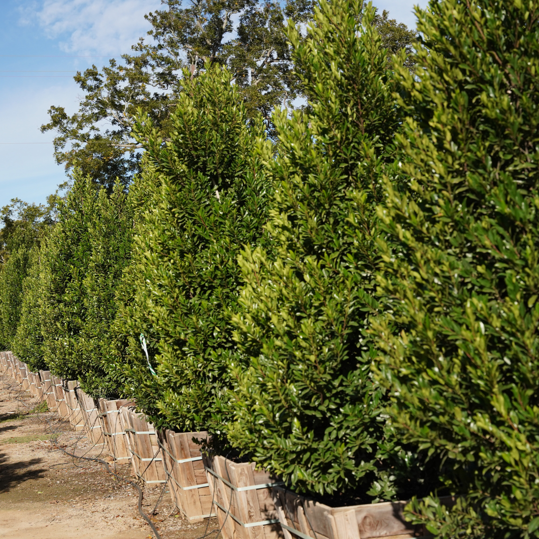 Cherry Laurel