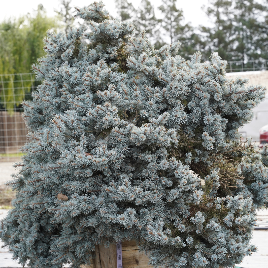 Colorado Spruce