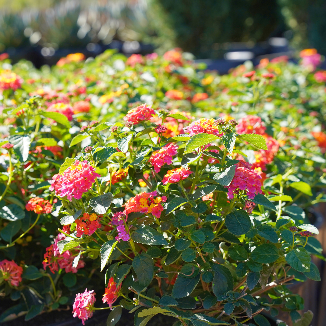 Lantana Confetti