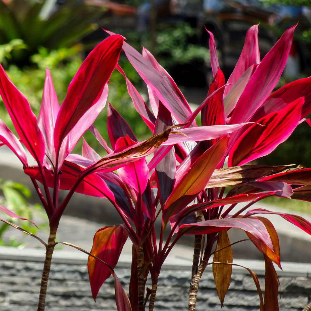 Cordyline