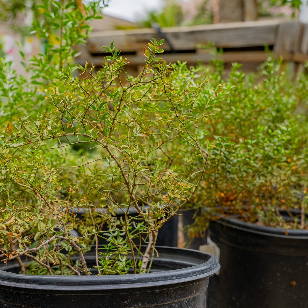 Creosote Bush