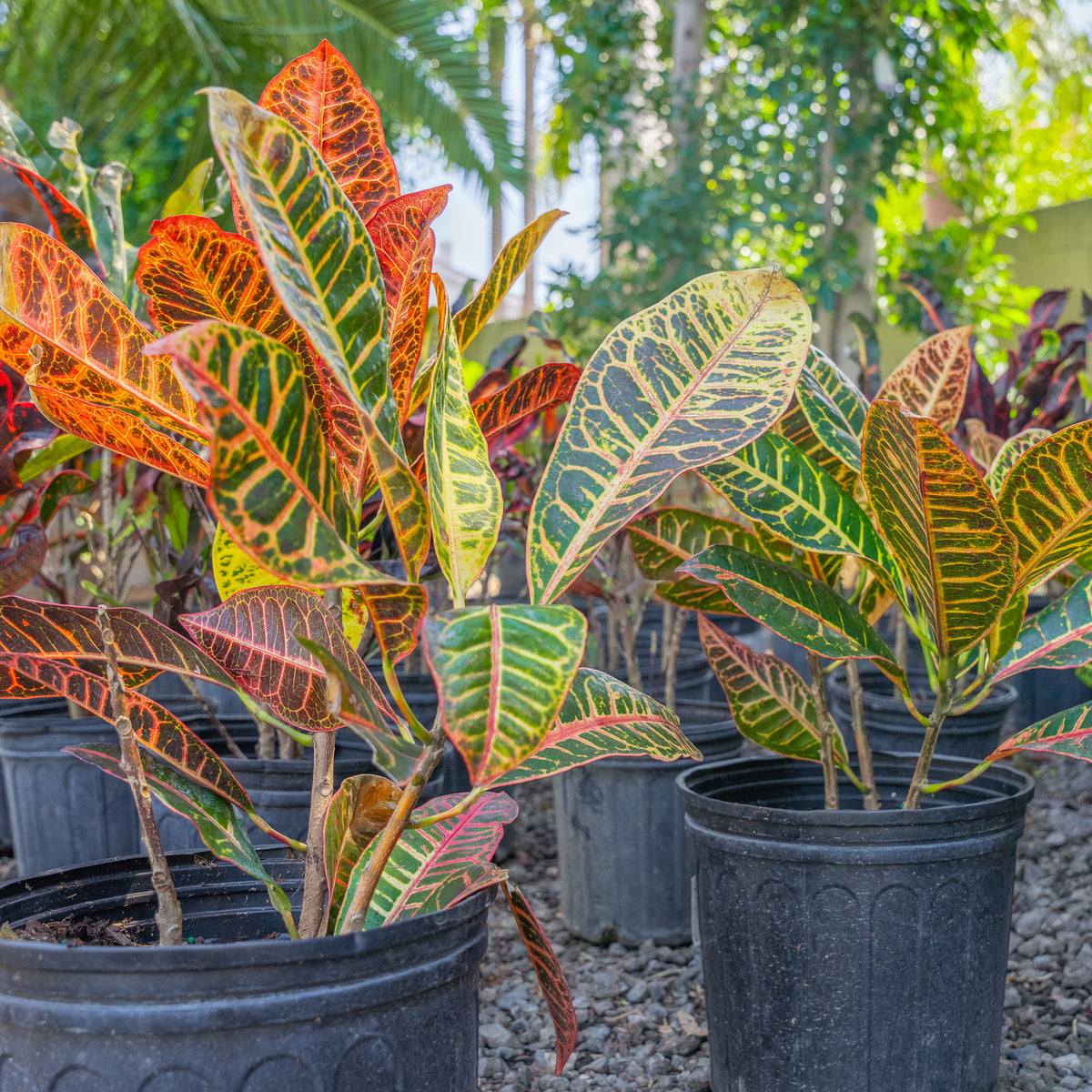 Croton