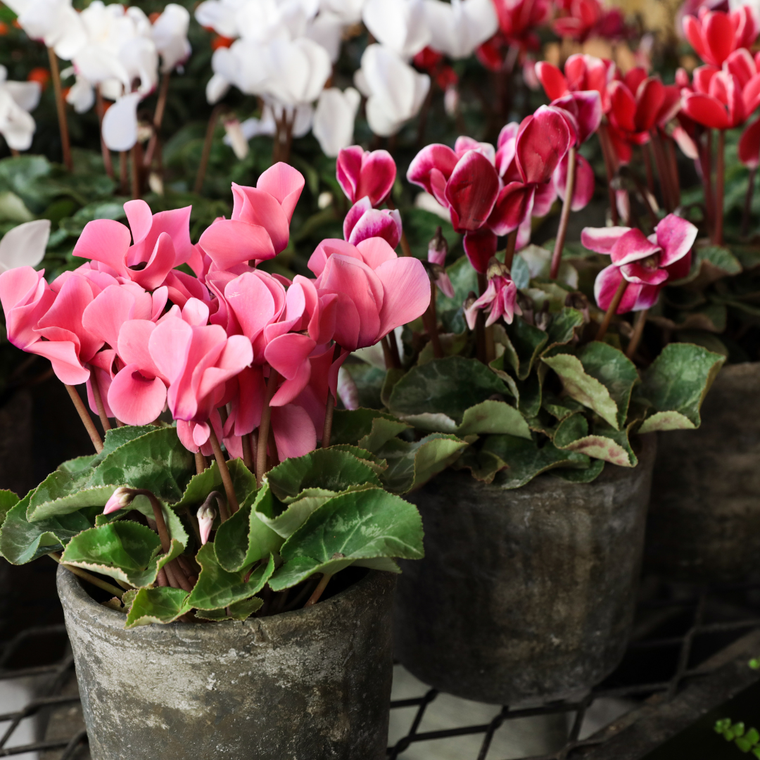 CYCLAMEN