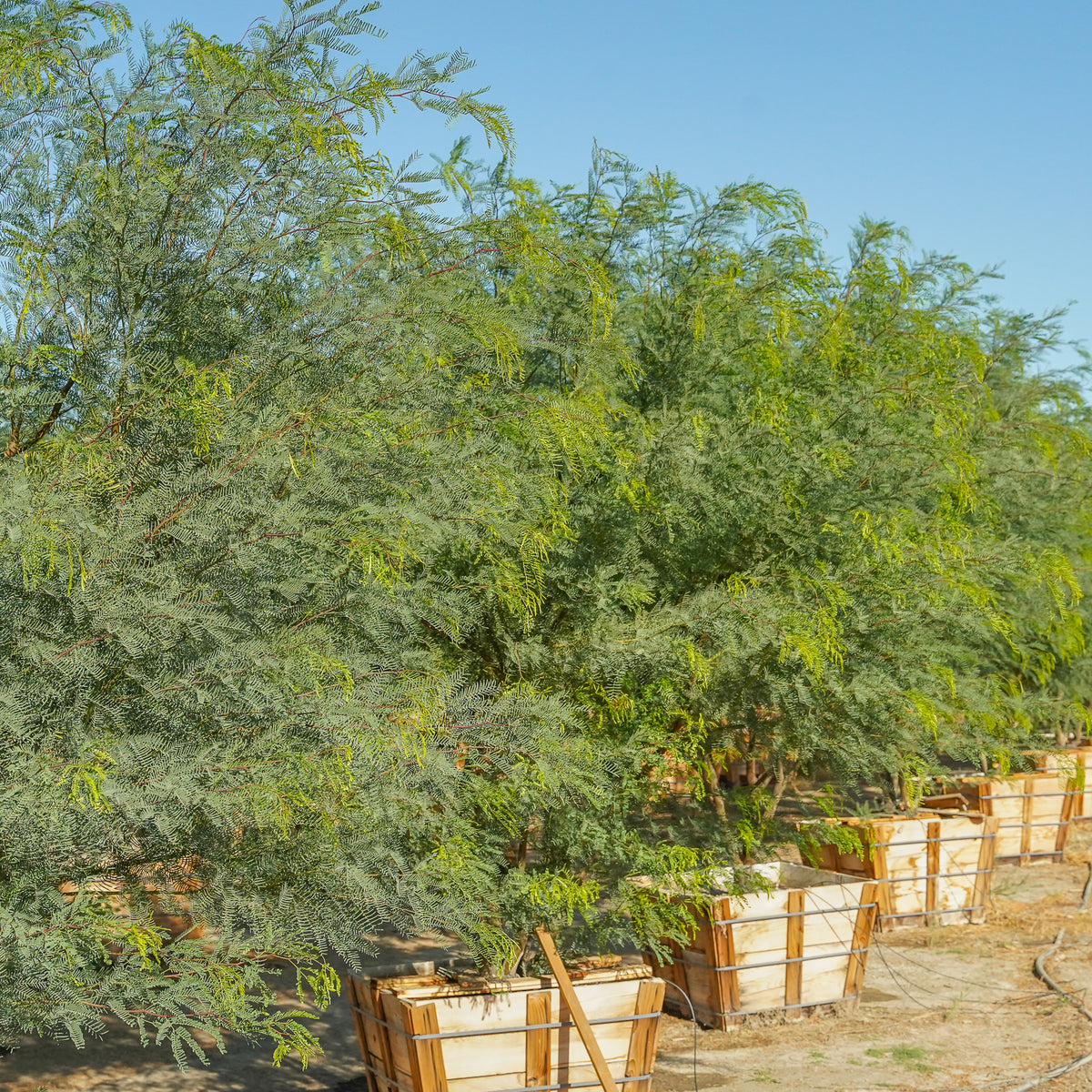 Chilean Mesquite