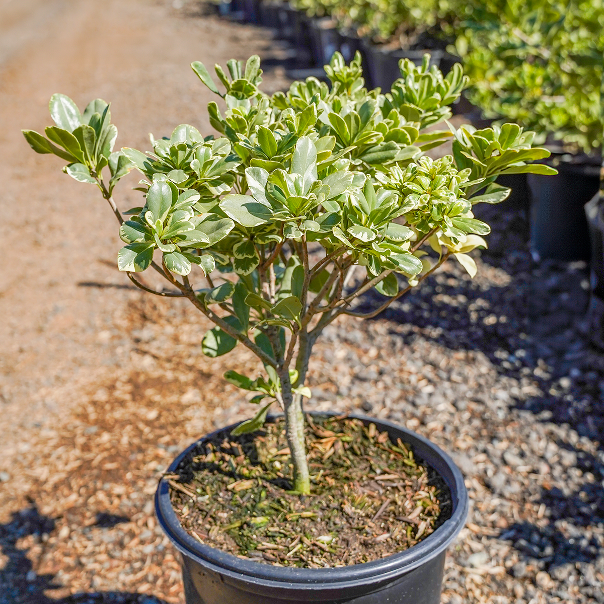 Variegated Mock Orange