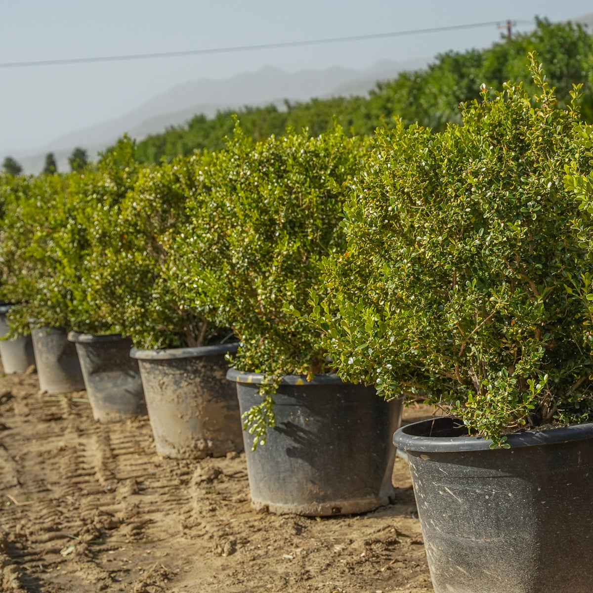 Japanese Boxwood