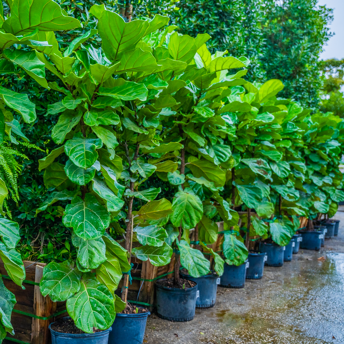 FIDDLE LEAF FIG