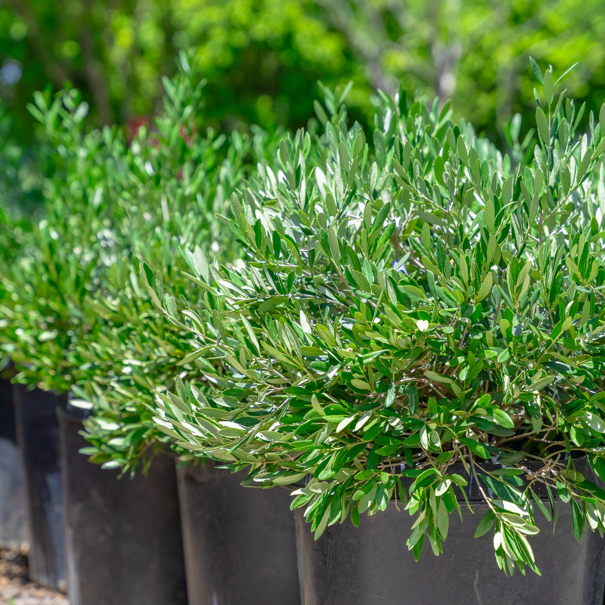Little Ollie® Dwarf Olive