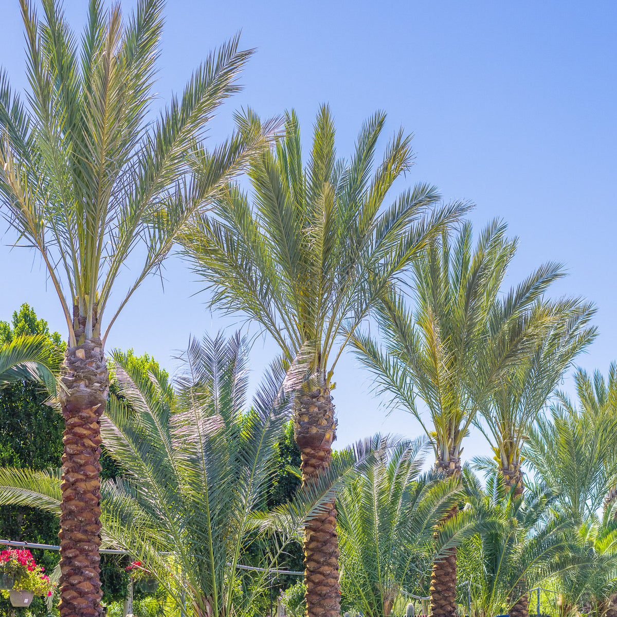 Date Palm