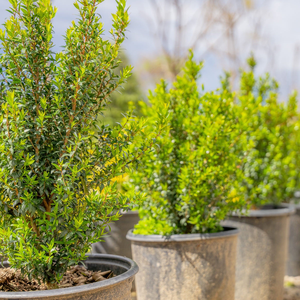 Dwarf Myrtle