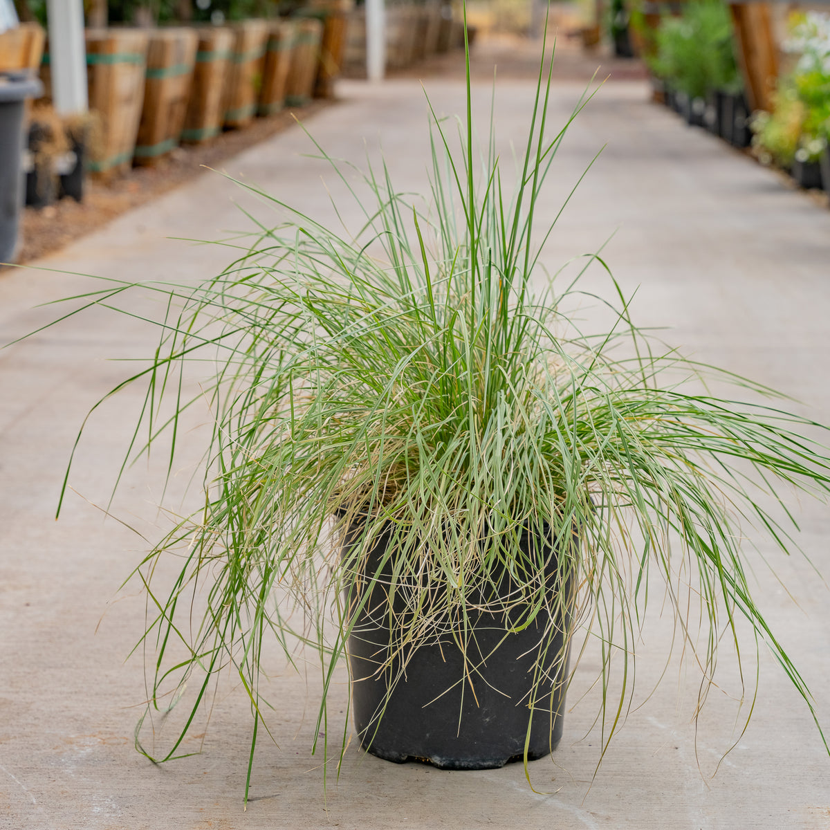 Deer Grass