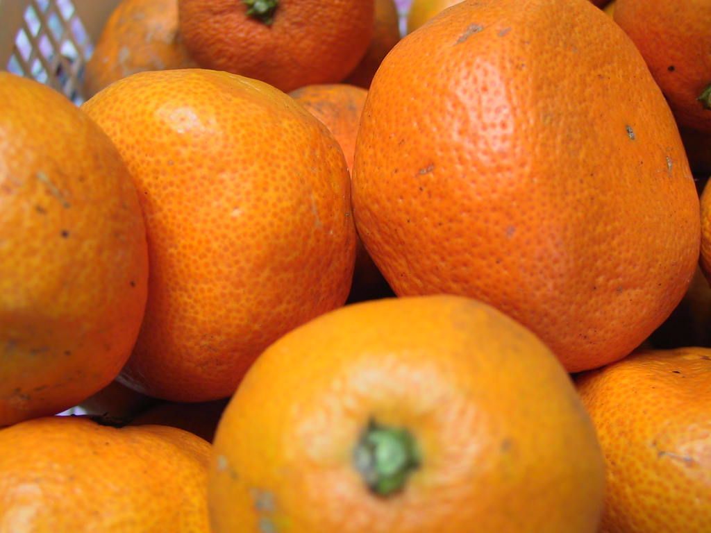 Owari Satsuma