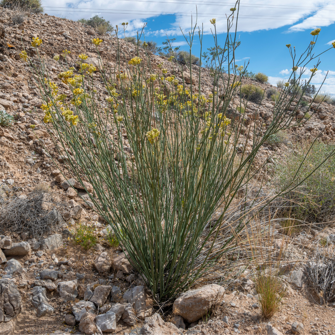 Desert Milkweed
