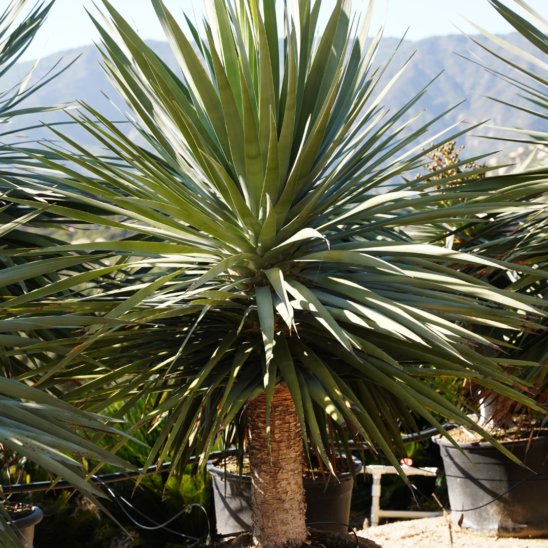Dracaena 'Draco'