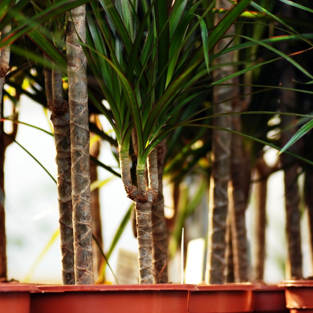 Dragon Tree (DRACAENA)