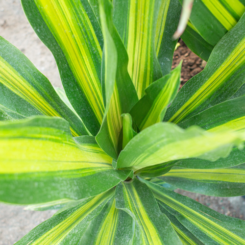'Ray of Sunshine' Dracaena
