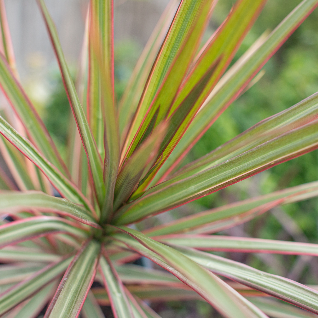 Dracaena Spikes