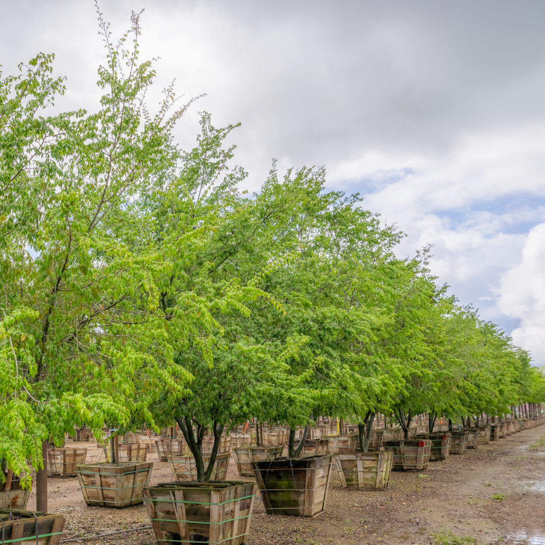 Drake's Chinese Elm