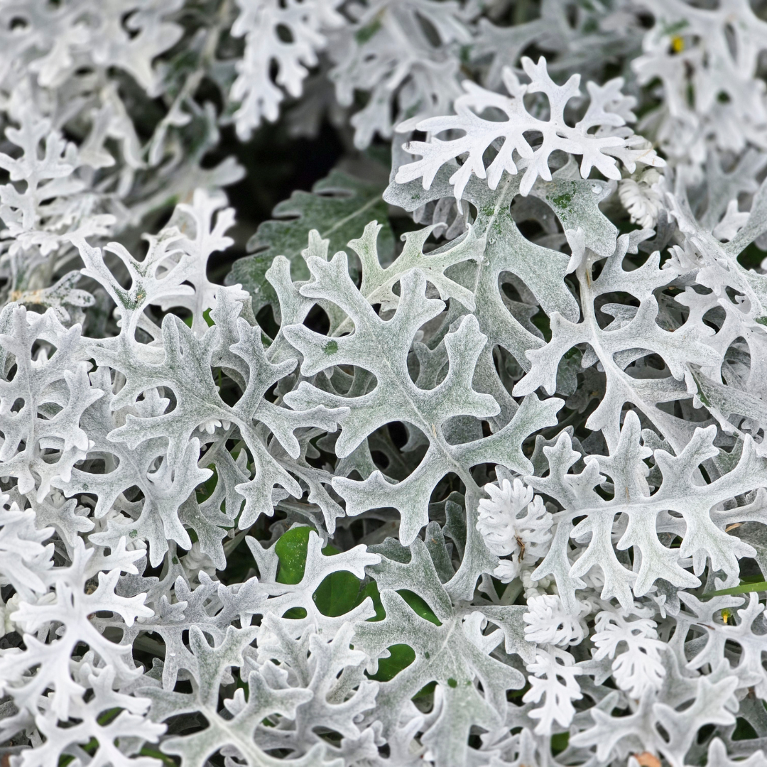 Dusty Miller