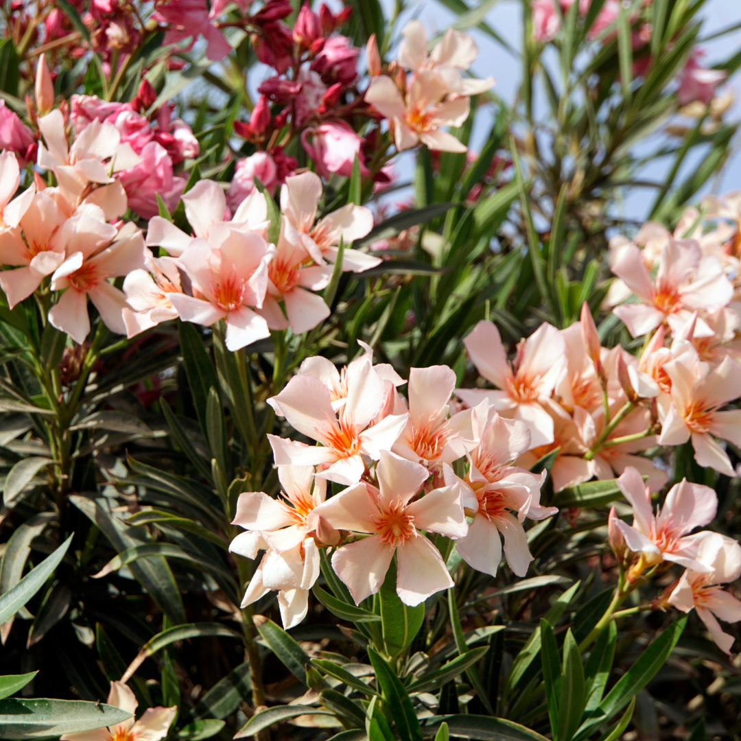 Dwarf Oleander Salmon