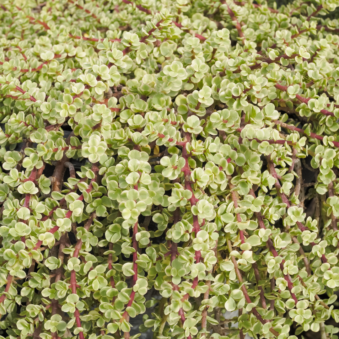Variegated Elephant Food