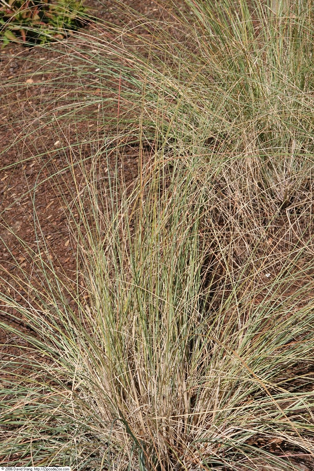 Wind Dancer Lovegrass