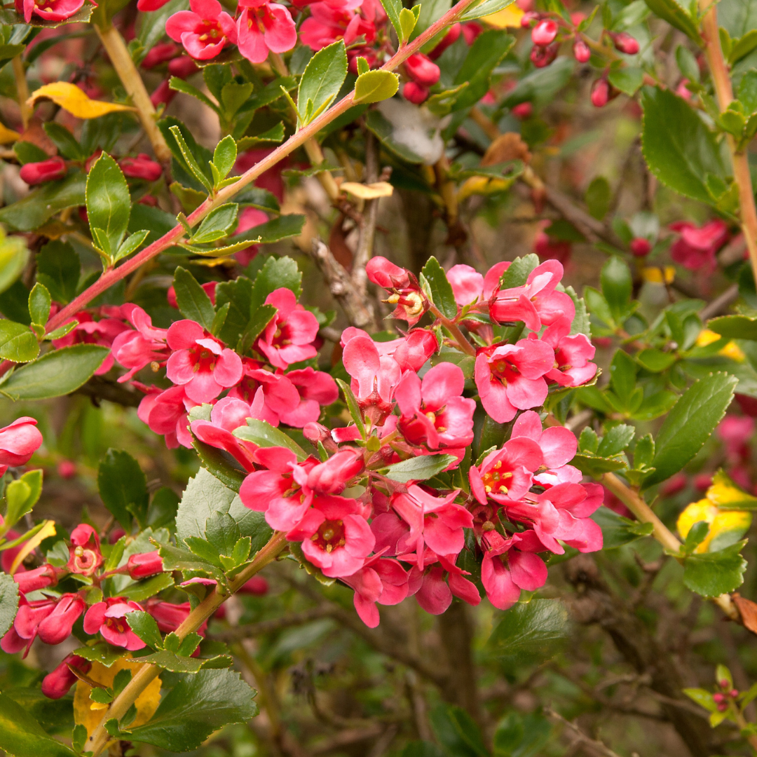 Escallonia
