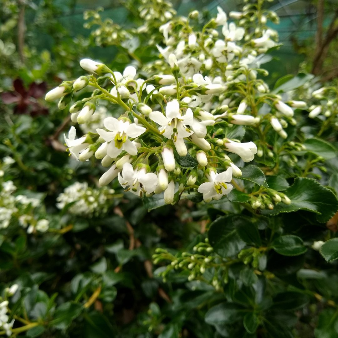 Escallonia 'White'