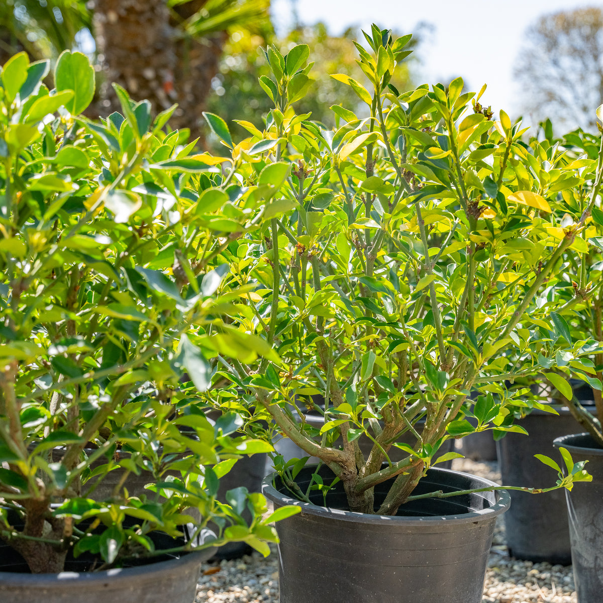 Green Euonymus