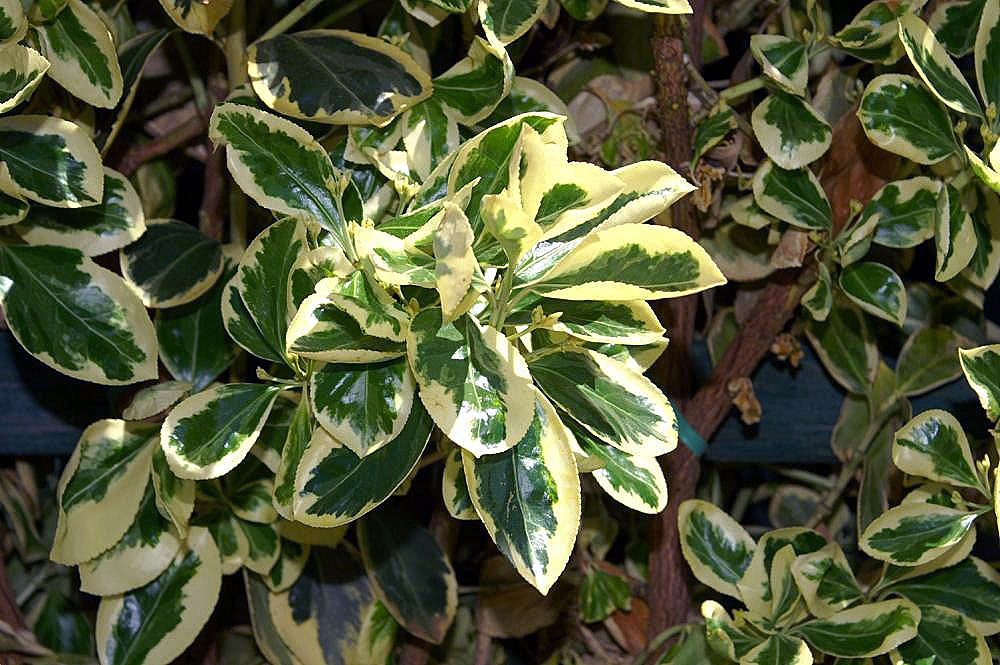 Silver King Euonymus