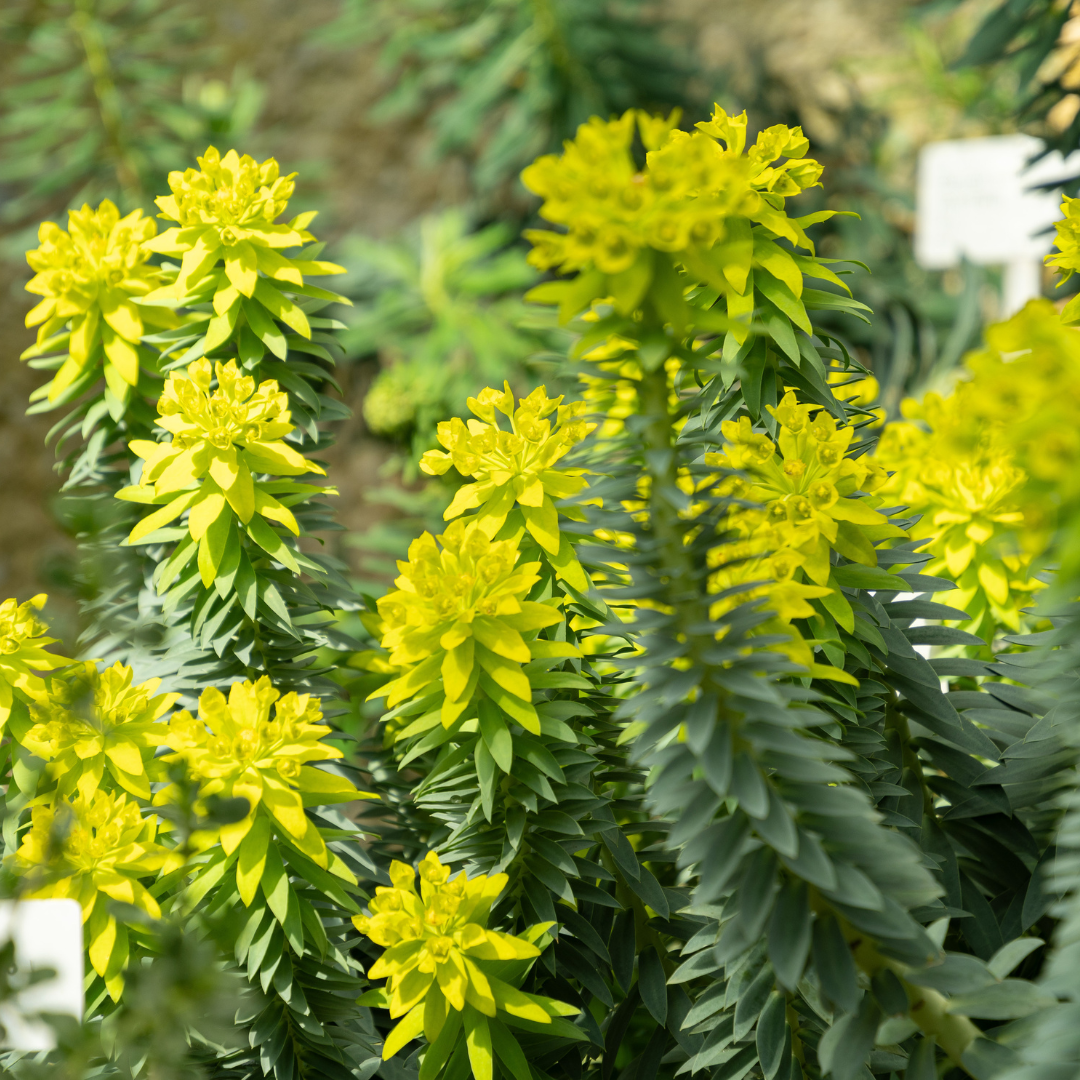 Upright Myrtle Spurge