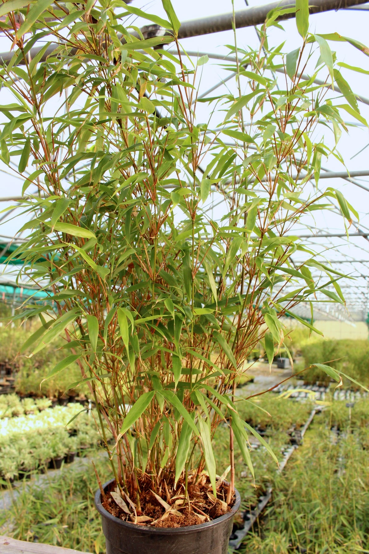 Sunset Glow Clumping Bamboo