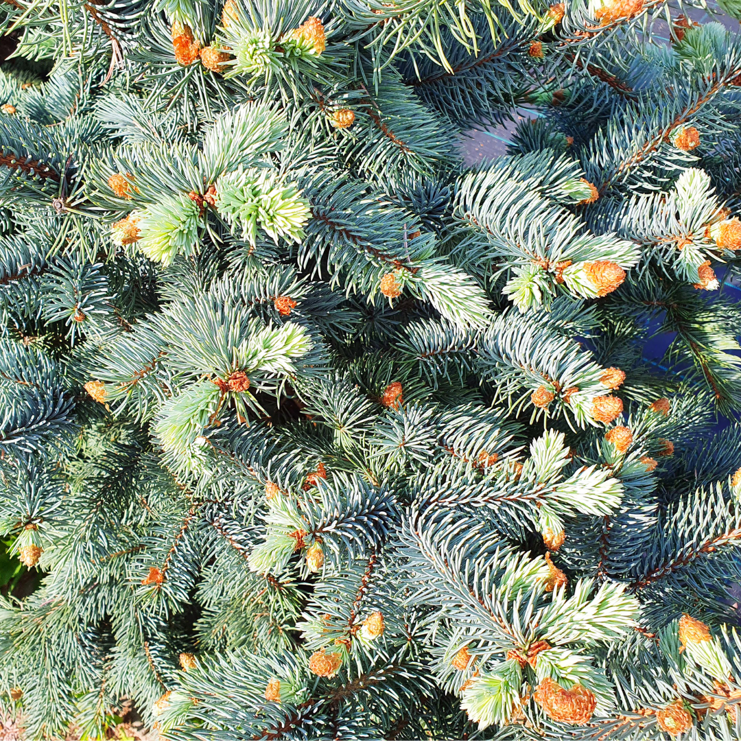 Fat Albert Spruce