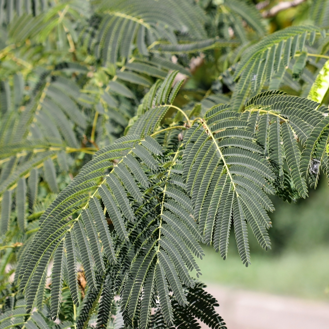 Fern Leaf Acacia