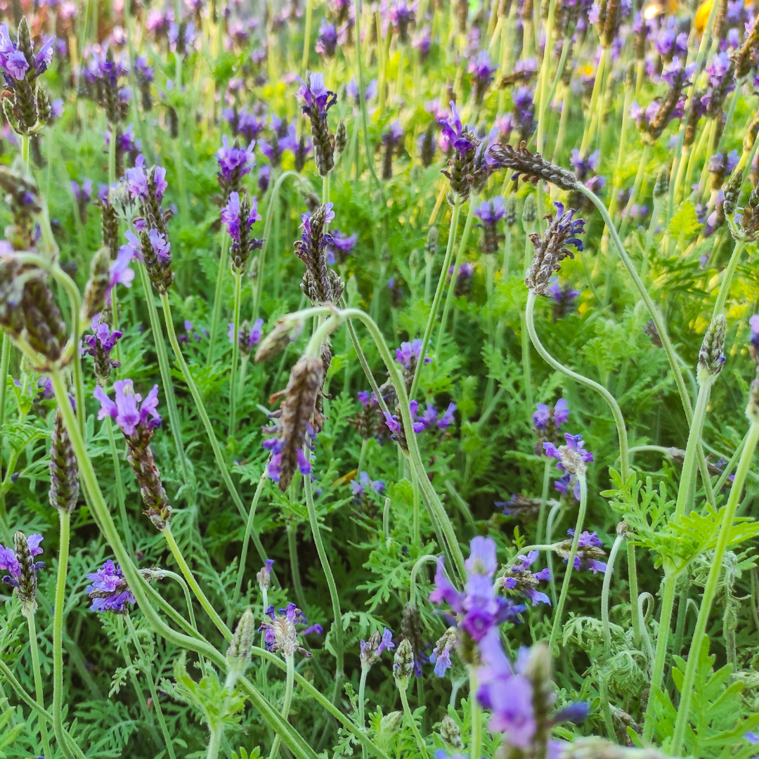 Fern Leaf Lavender