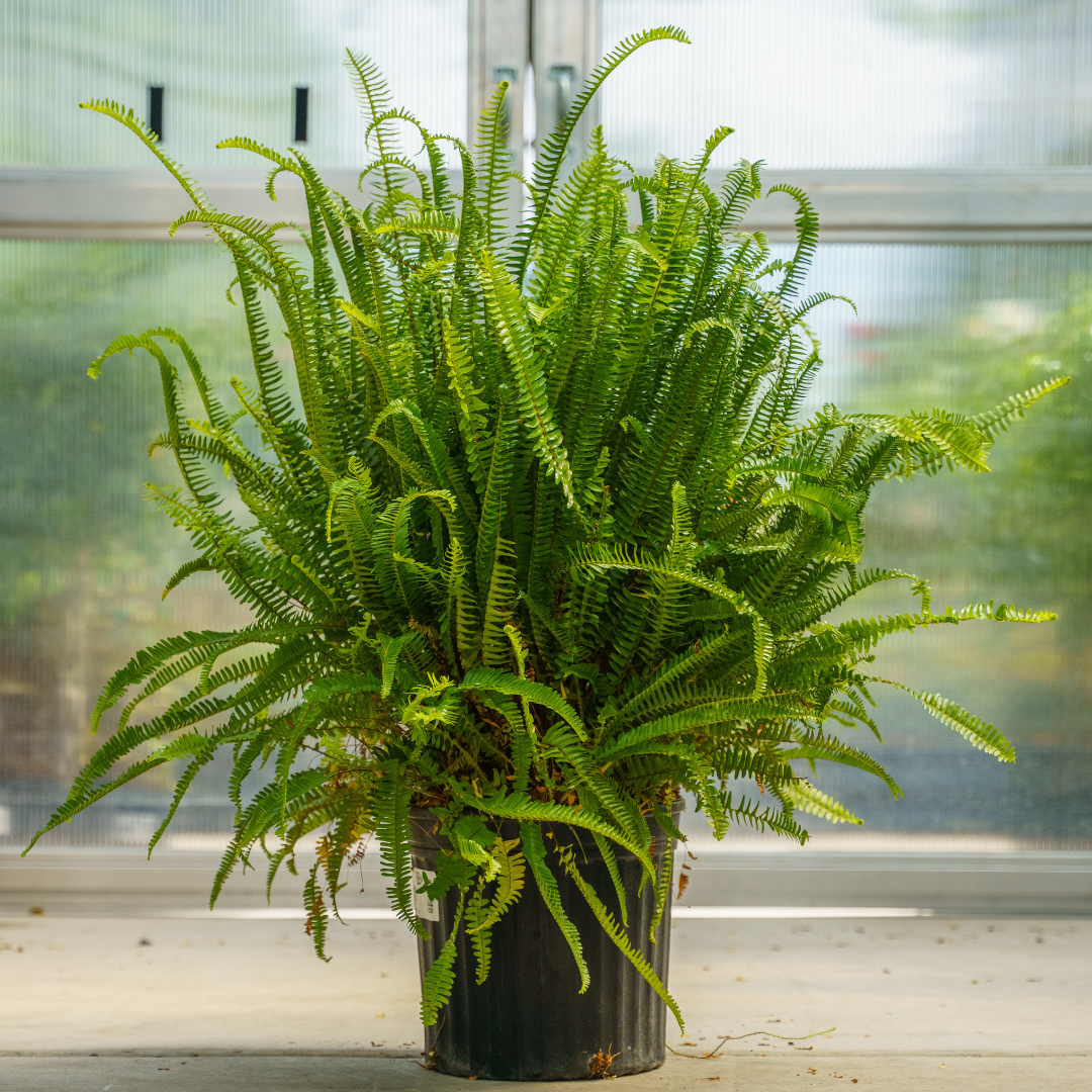 Fern