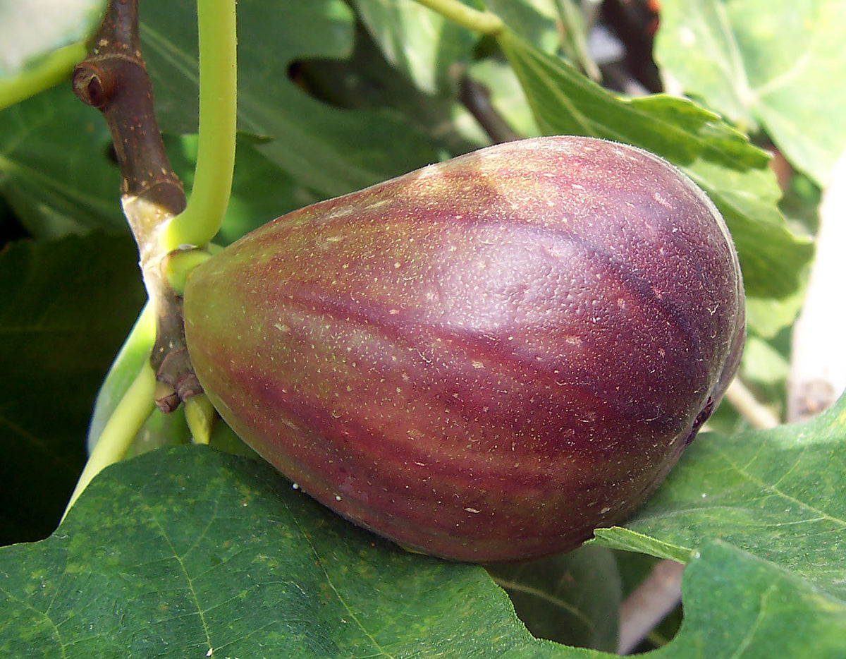Black Mission Fig