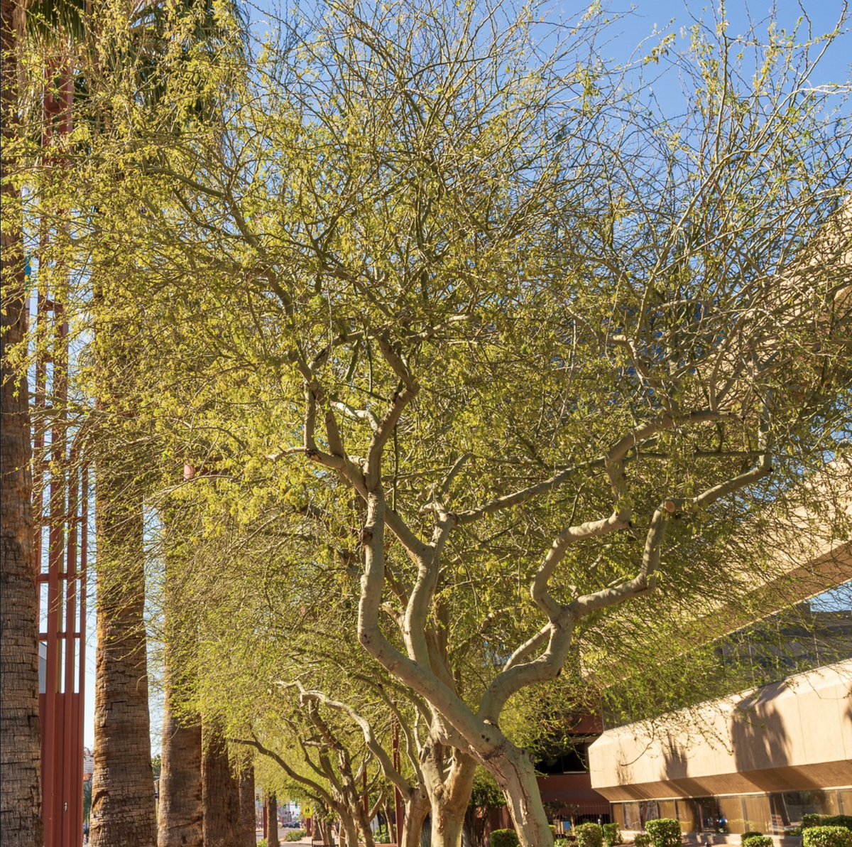 Foothill Palo Verde