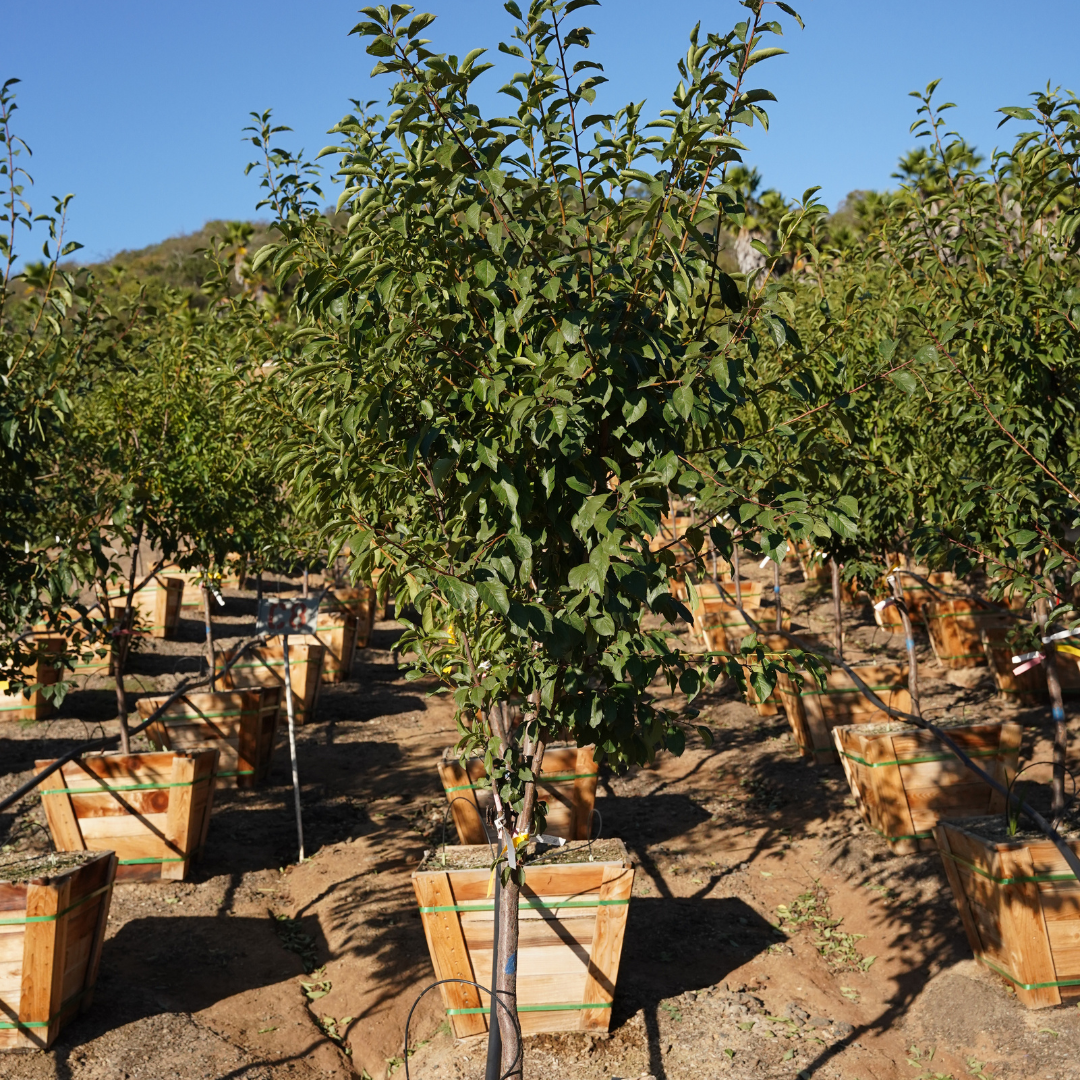 3 in 1 Fruit Tree