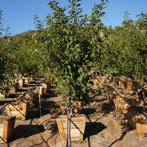 3 in 1 Fruit Tree